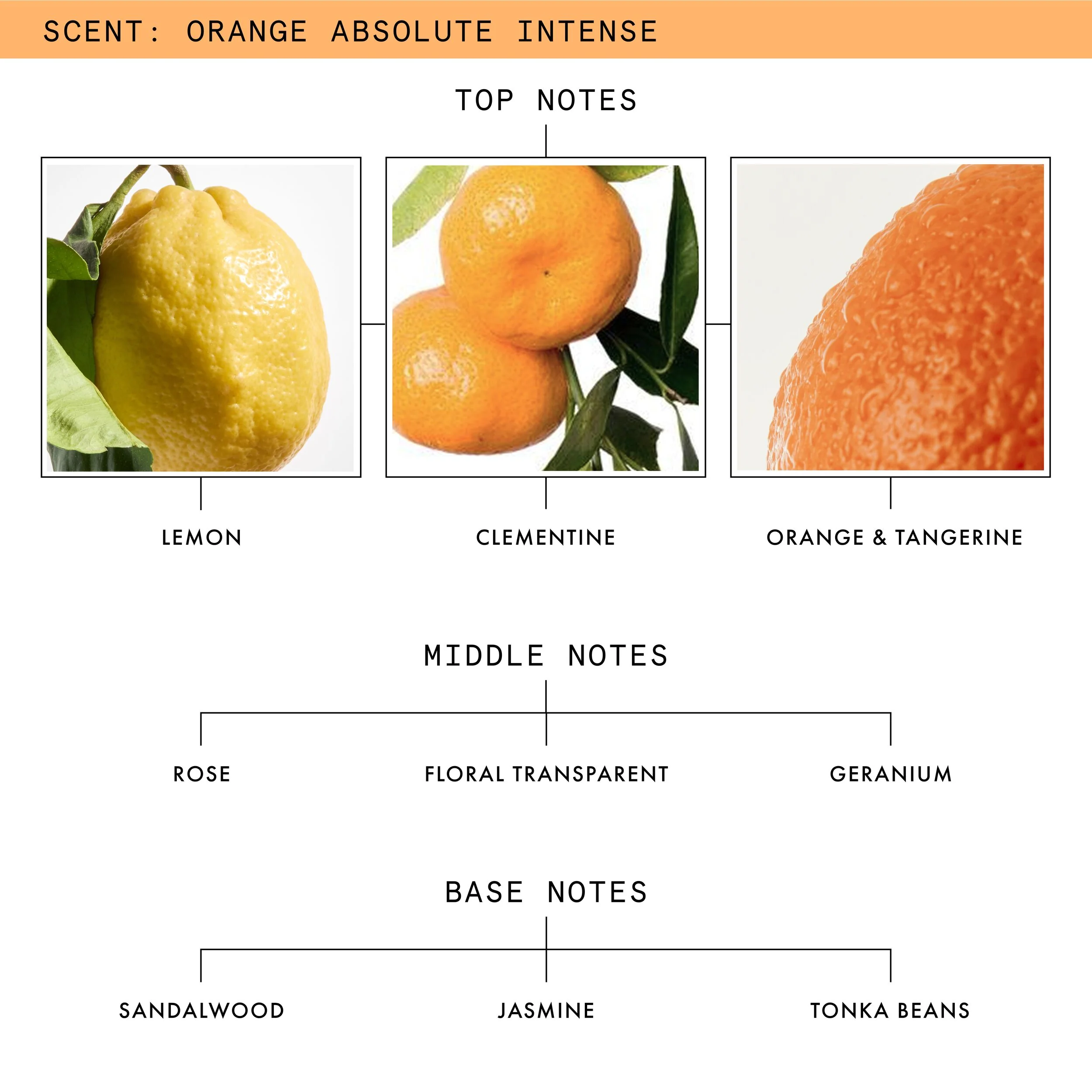 Orange Absolute Intense Eau De Parfum Fresh Citrus Floral Scent