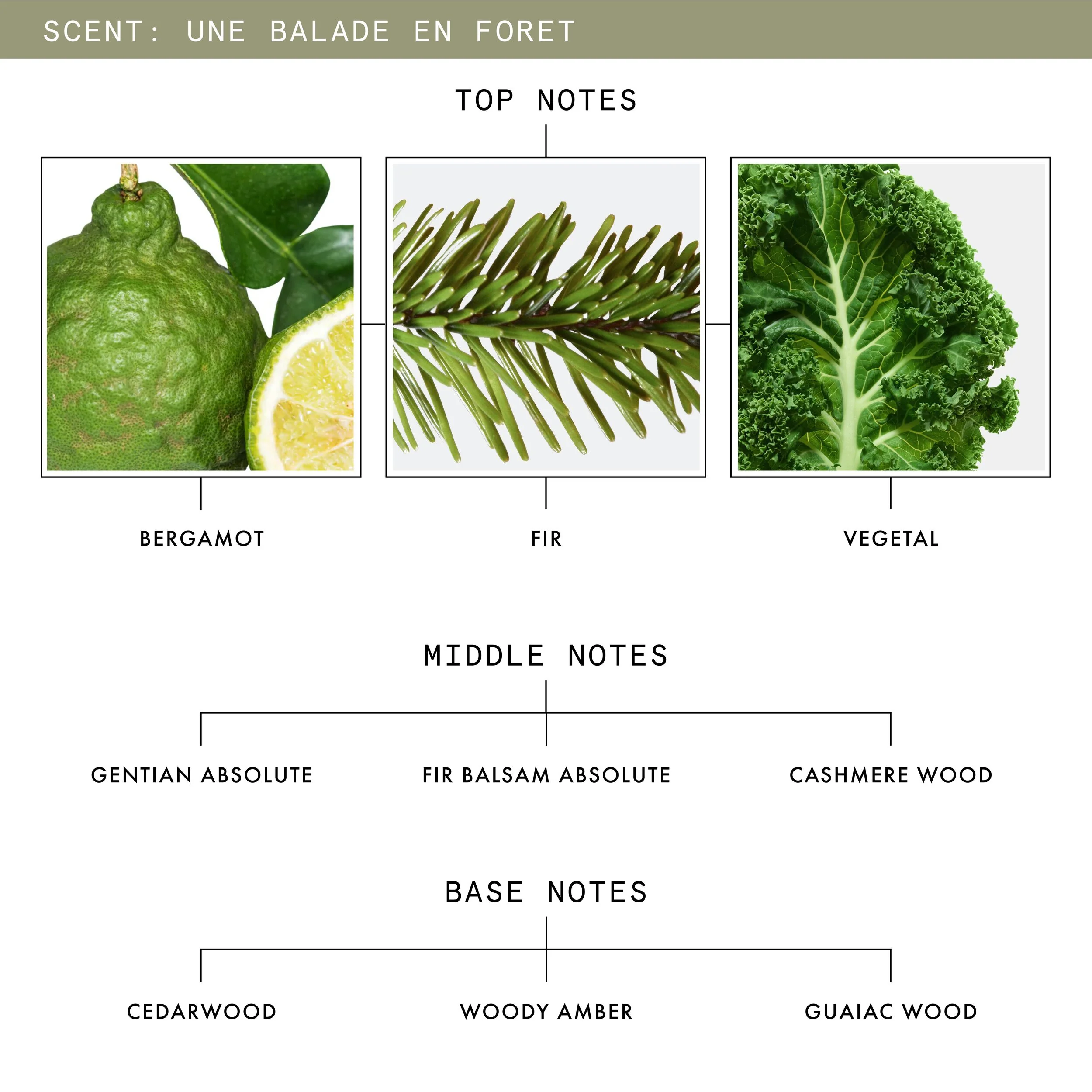 Une Balade En Forêt Eau De Parfum with Fir Balsam and Gentian